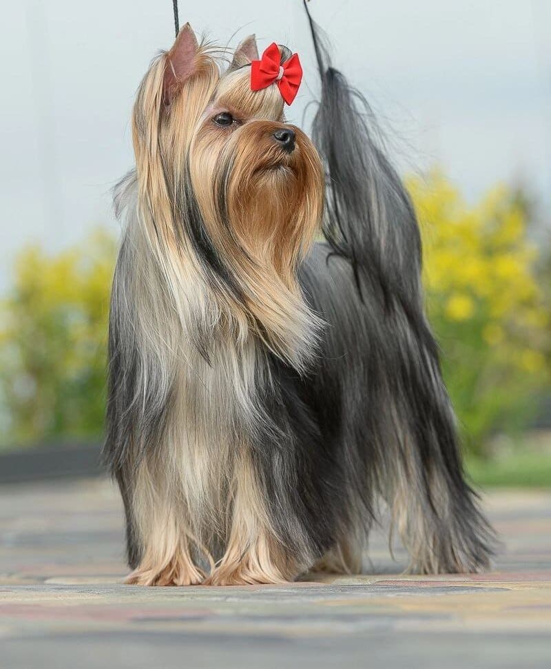  GOLDEN LOTOS LORETTA — Labaza DogPedigree YorkshireTerrier